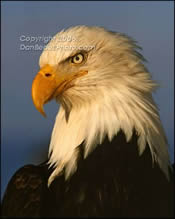 eagle2