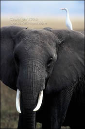 elephant5