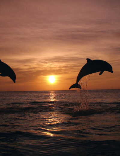 Dolphins Jumping