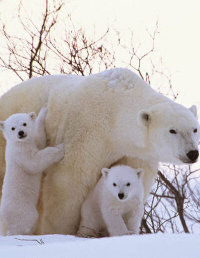 Polar Bears