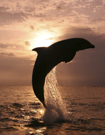 dolphin at sunset in honduras