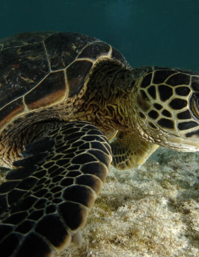 sea turtle