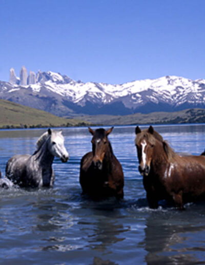 horses in the water