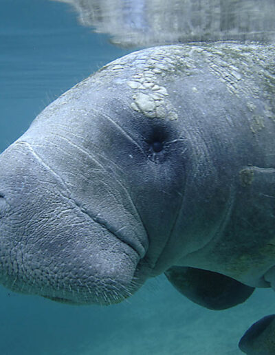 manatee