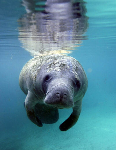 manatee