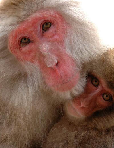 snow monkeys