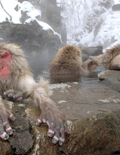 snow monkeys