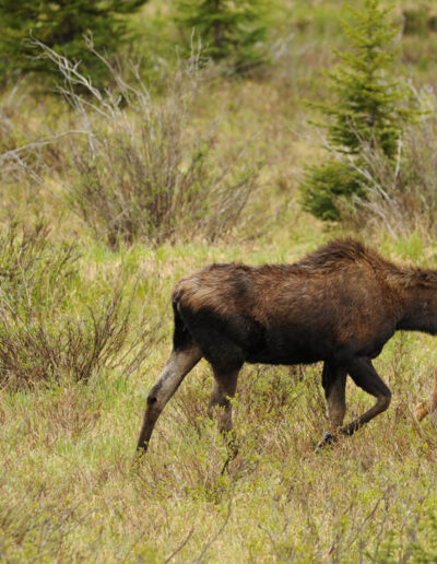 elk - Rocky Mountain National Park