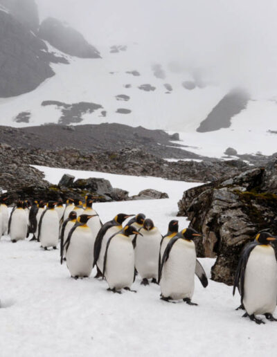 King Penguins (Aptenodytes patagonicus), Right Whale Bay, South Georgia, Antarctica