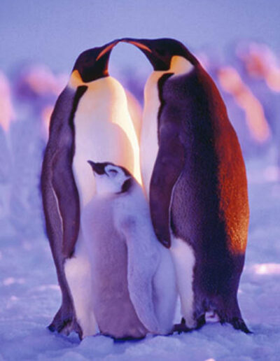 penguin family