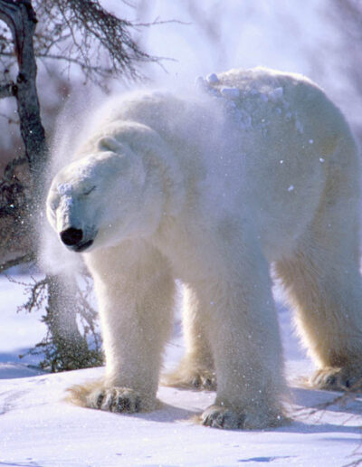 Adult Polar Bear in the wild