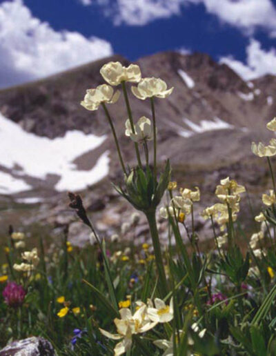 wild flowers and mountains